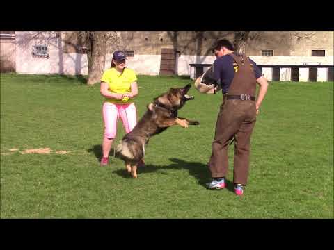 Patricia z Jukasu - protection training - 1 year old