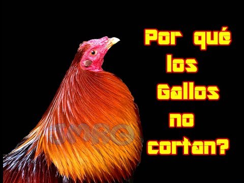 Por qué los gallos no cortan?