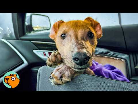No One Wanted Hairless Puppy Until One Lady Felt A Spark | Cuddle Buddies