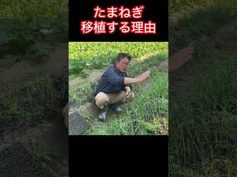 2023 年にどの植物に木灰を散布するか