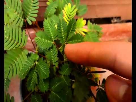 Parazita kezelesi rend, Bélférgesség tünetei és kezelése, Mimosa pudica por paraziták