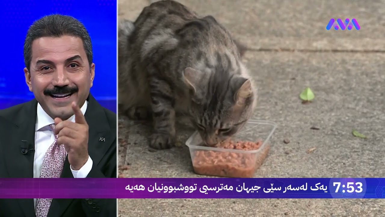ڤیدیۆ | ئەوانەی پشیلە بەخێو دەکەن ئاگاتان لەم مەترسیە بێت