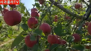 사과 착색 다 나다. 저온창고 관리. 꼭지제거해야 되는가