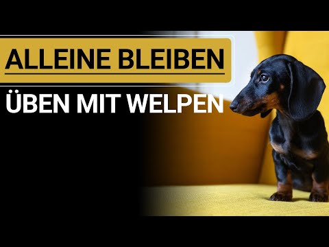 🐕🐶 WELPE ALLEINE BLEIBEN ÜBEN ➡️ Stephanie Salostowitz ➡️ So klappt`s 🐕🐶✔️