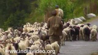 Pashmina goats of Himachal Pradesh