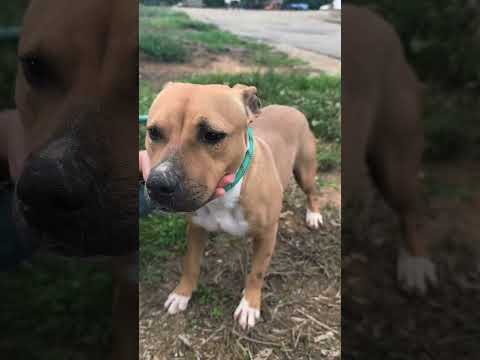 Regalo Atena una bellissima Amstaff in adozione 