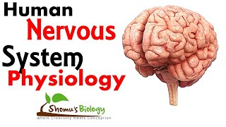 Human nervous system physiology