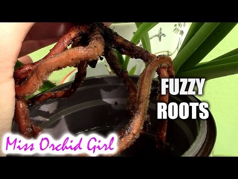 Orchids with fuzzy roots