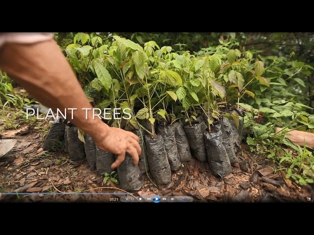 Video teaser for Agroforestry: Our Natural Climate Solution