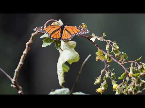 スライドショー。オオカバマダラ (Slideshow: Monarch butterflies)