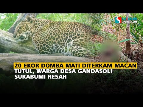 20 Ekor Domba Mati Diterkam Hewan Buas, Warga Desa Gandasoli Sukabumi Resah