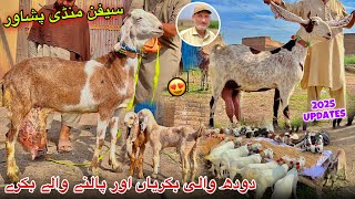 Download lagu Dairy Goats New Updates 2025 | Saifan Bakra Mandi Peshawar | Khyber Social Tv mp3 Download lagu Dairy Goats New Updates 2025 | Saifan Bakra Mandi Peshawar | Khyber Social Tv mp3