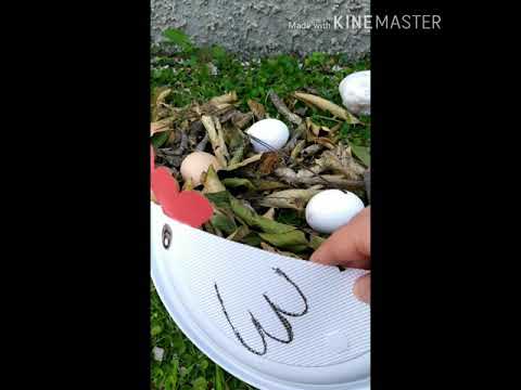 Laboratorio letterario : "La gallina cocodé"