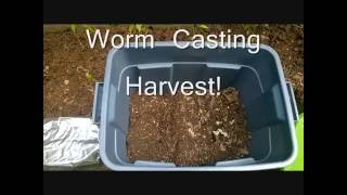 Harvesting Worm Castings