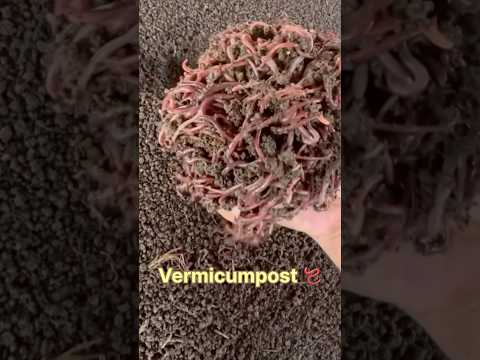 Vermicumpost 🪱#vermicelli #shortsfeed #mskfarms #vermicompost