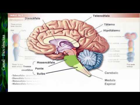 Basic Neuroscience - Class 01 - Function and Organization of the Nervous System