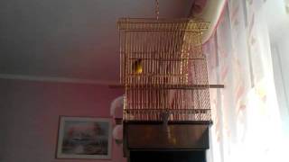 Singing canaries.Пение канарейки.