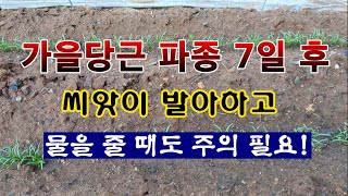 [텃밭농부 2,045]  가을당근 파종 7일 후. 발아하여 어린싹 보호하는 방법! #당근재배