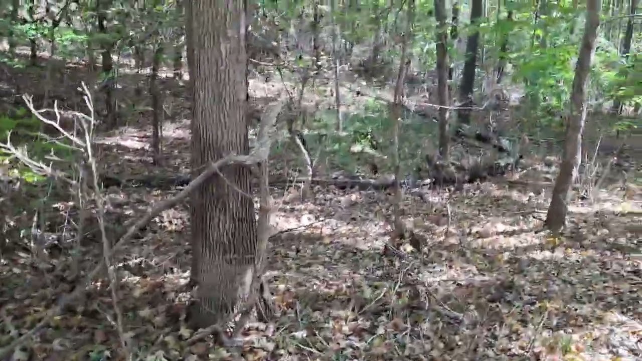Selecting the Best Hunting Lease: Expert Site Assessment Tips