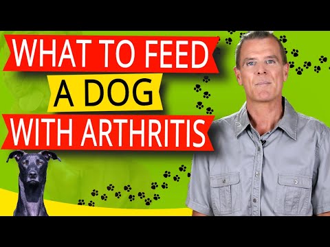 What to Feed a Dog With Arthritis (Supplementation and Diet)
