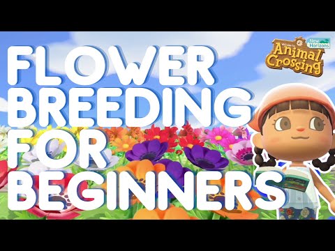 Flower Breeding for Beginners | Animal Crossing New Horizons