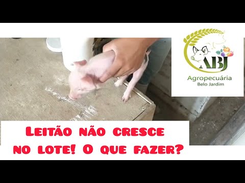 , title : 'LEITÃO NÃO CRESCE no lote, COMO FAZER.'