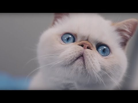 Catspiracy:  Why are Humans SO Obsessed with our POOP? (Uncensored)