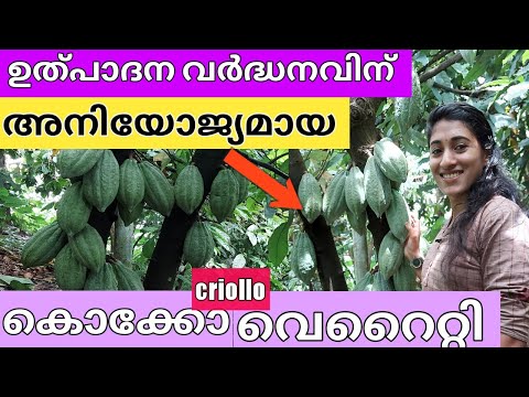 Most productive cocoa variety - criollo.  ഉത്പാദന വർദ്ധനവിന് അനുയോജ്യമായ  കൊക്കോ വെറൈറ്റി -Malayalm
