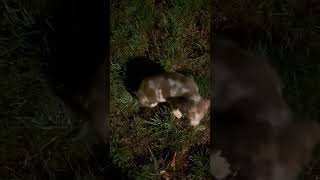 Video preview image #1 Australian Shepherd Puppy For Sale in Mechanicsburg, PA, USA