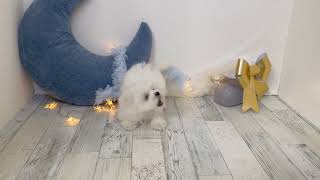 マルチーズの動画01