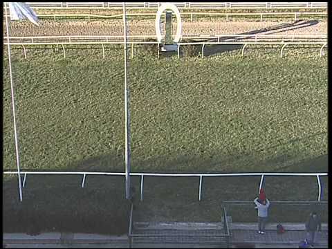 Galoppo 10/02/2015 - 2° corsa