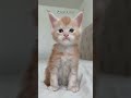 Which Kitten Is Your Favorite Mainecoon Kitten Kittenshorts Cat Orangecat Orangekitten Fyp