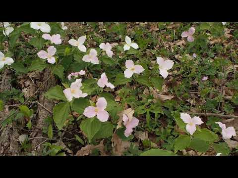 Common Trillium