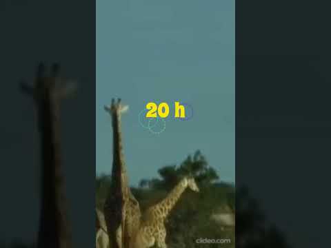 PETITSOLEIL au Café Benoit de Voiron le 24 mai #concert #voiron #24mai