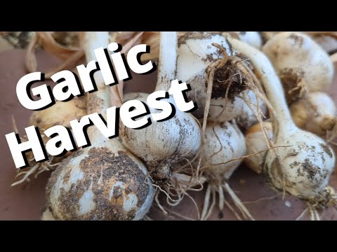 Abundant Garlic Harvest 2023