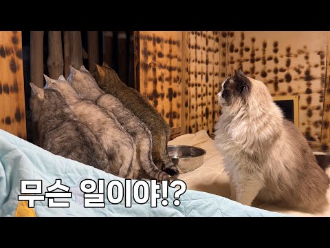 밤까지 눈이 온대요. 고양이들이랑 하룻밤같이 지내며 집 상태 점검하기