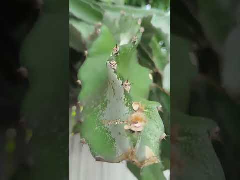 Planta fruto de Dragon, en plena capital San José Costa Rica
