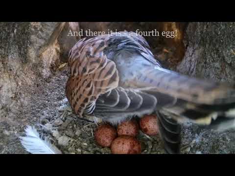 Kestrel Lays Eggs #3 #4 & #5 | Discover Wildlife | Robert E Fuller