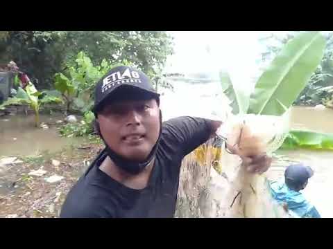 Banjir membawa berkah masyarakat panen ikan gratisi