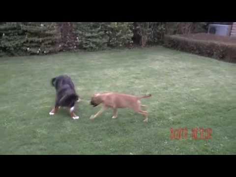 Boxer Nestor playing with Bernese Mountain Dog Ninette