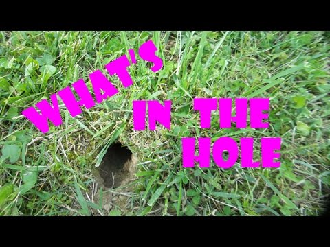What Does a Skunk Hole Look Like? [Comprehensive Answer] - CGAA.org