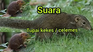 Download lagu Tupai kekes / celemes,suara keras bersih mp3