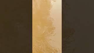 Download lagu #tulsipur rood #kathela ke bic ka badh hia ye bhi log #Badh me soc samgh kar aye aor jaye mp3