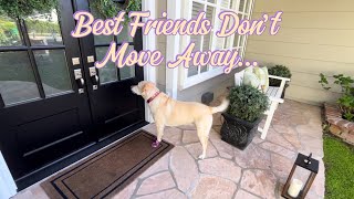 My Dog’s Best Friend Moved Away… 💔