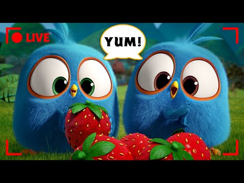 🔴 LIVE Angry Birds | When Hunger Strikes!