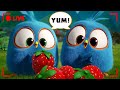 LIVE Angry Birds When Hunger Strikes