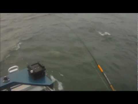 Meritaimen tuplatärppi