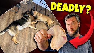Chicken Kills Dog? (OFFICIAL VIDEO)
