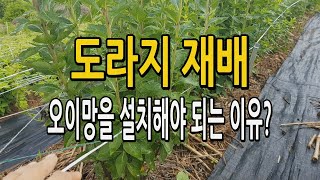 오이망 도라지재배 다년생 약도라지 오이망 설치해서 농사지어야 되는 이유는?