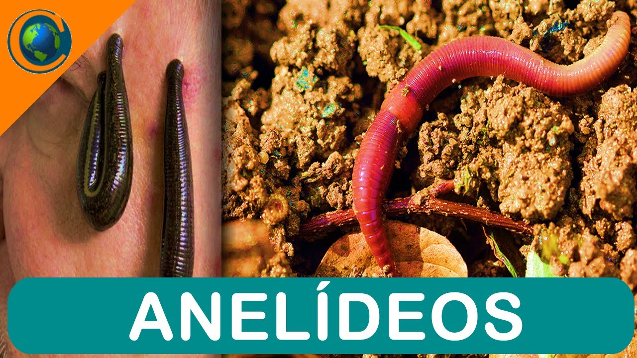 ZOOLOGIA - ANELÍDEOS